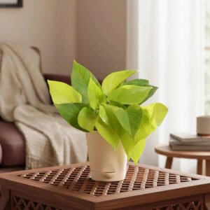 Purifiers Mast Plant